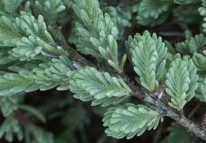 Close up of Silver Needle Thyme