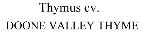 Thymus cv. Doone Valley Thyme