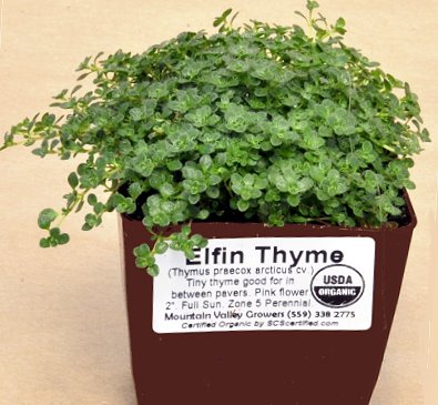 Elfin Thyme plant ready for shipping.
