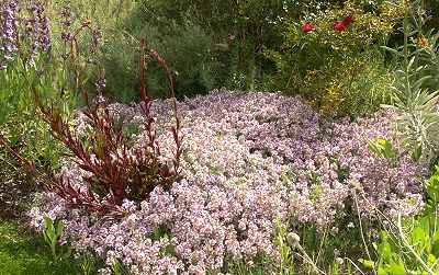 Loveyanus Thyme in April 
