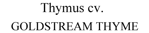 Thymus cv. Goldstream Thyme