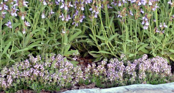Heretus Thyme blooms under Dwarf Garden Sage