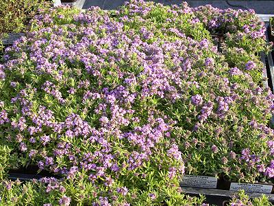 Heretus Thyme in three inch pots.
