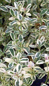 Hi Ho Silver Thyme Leaves
