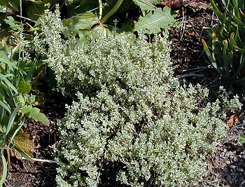 Hi Ho Silver Thyme