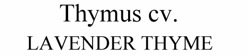 Thymus cv. Lavender Thyme