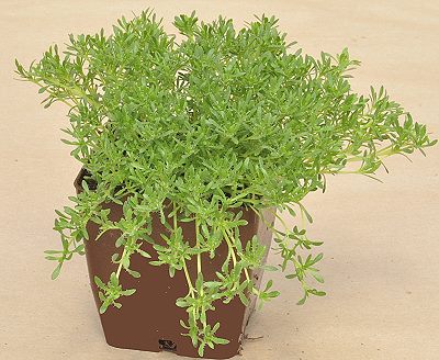 Lavender Thyme ready for shipping.