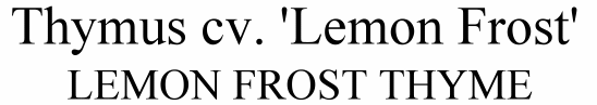 Lemon Frost Thyme