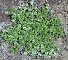 Lemon Frost Thyme Just Starting To Blooom