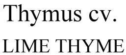 Thymus cv. Lime Thyme