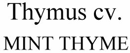 Thymus cv. Mint Thyme