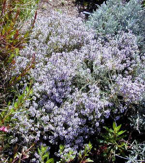 Orange Balsam Thyme Plants Flowering in Spring