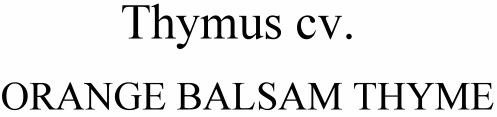 Thymus vulgaris Orange Balsam Thyme