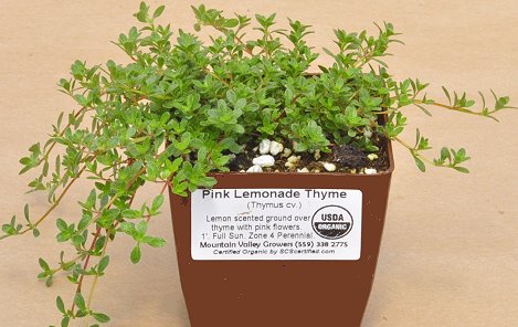 Pink Lemonade in a pot ready for shipping.