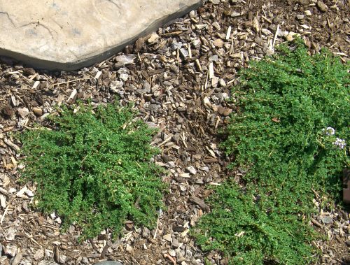 Mint Thyme plants planted in between flagstones