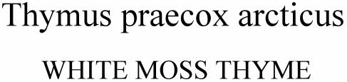 Thymus praecox arcticus White Moss Thyme