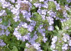 Close up of Coconut Thyme Flowers