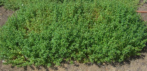 Pennsylvania Dutch Tea Thyme