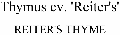 Thymus cv. Reiter's Reiter's Thyme