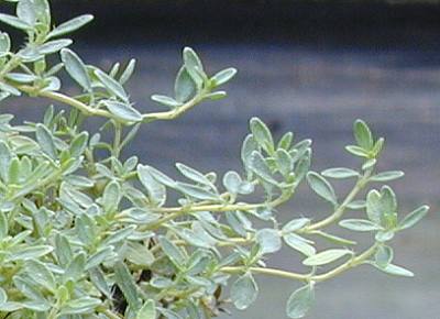 Rieter's Thyme Long and Creeping Stem Segments