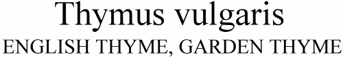 Thymus vulgaris English Thyme Garden Thyme