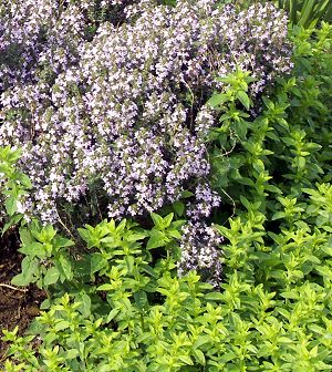 Italian Oregano Thyme with Marshall's Memory Oregano