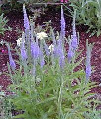 Veronica spicata Blue Blooming 