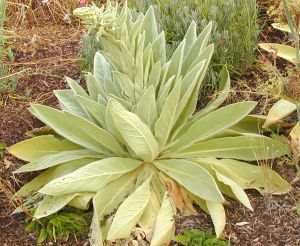 Mullein right before it blooms