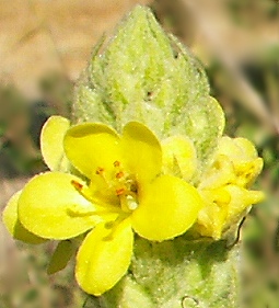 Butter Yellow Flowers of Mullein
