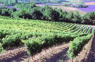 Rural Vineyard with Lavender fields in France