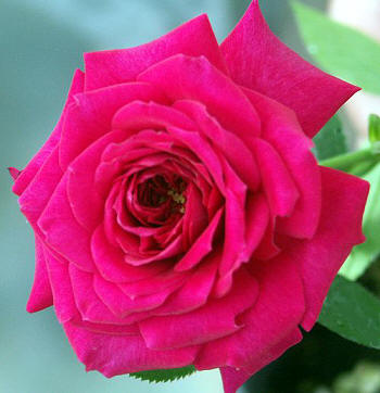 Windy City miniature rose.