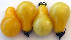 Yellow Pear Tomatoes: a better idea!