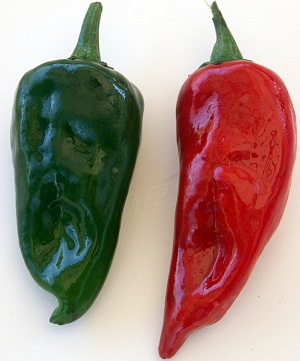 Red and Green Jalapeno Peppers