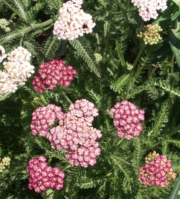 Colorado Yarrow flowers
