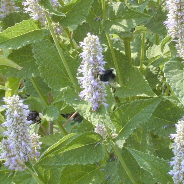 Licorice Mint being enjoyed by the bees