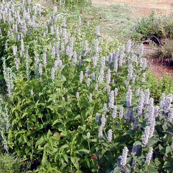 Agastache foeniculum Licorice Mint Anise Hyssop