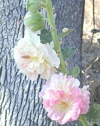 Double Apricot Chamois Rose Hollyhock Flowers