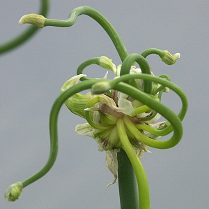 The art of an Allium cepa