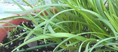 The Flat Blades of Garlic Chives