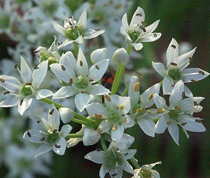 Garlic Chive Plant and a close up of its little flowers.