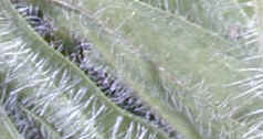 Fuzzy Fuzzy Arnica Leaves