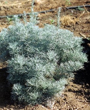 Artemisia abrotanum Silver Southernwood