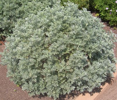Powis Castle Artemisia Plant