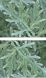Powis Castle leaves add texture and aroma to wreaths!