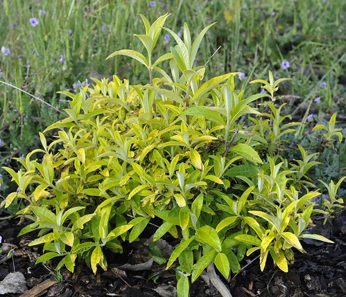 Evil Ways Butterfly Bush S/H 50+ Seeds Lime Green Leaves comb Easy to grow Evil Ways Butterfly Bush S/H 50+ Seeds Lime Green Leaves comb Easy to grow