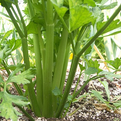 RHS Award Winner! Celery Plants Celebrity 6 X Medium Plugs