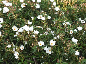 Cistus Agulari Large White Rockrose Flowers Among The Bush Of Large White Rockrose