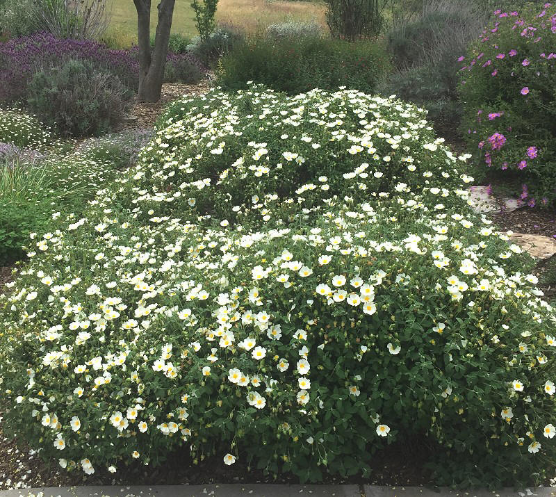 Cistus salvifolius Sage Leaf Rockrose