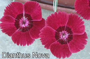 Fragrant Dianthus Nova