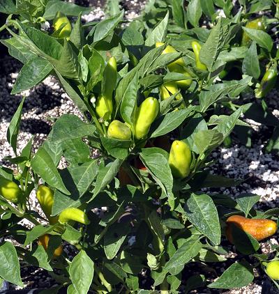 Fresno Chili Pepper Bush